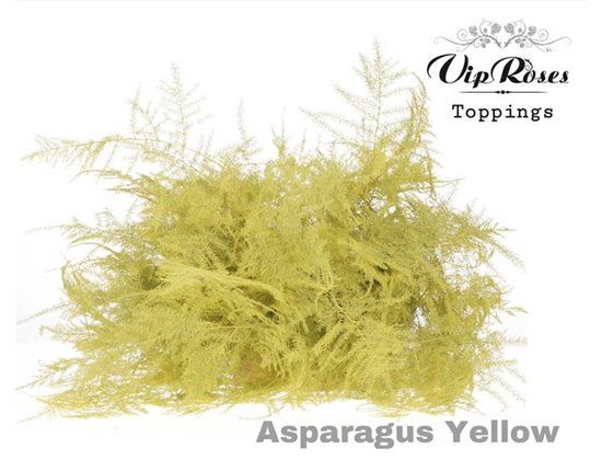 Asparagus Various 1e feathers Yellow c308