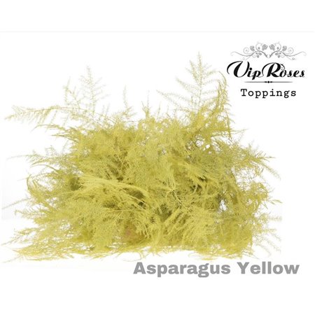 Asparagus Various 1e feathers Yellow c308