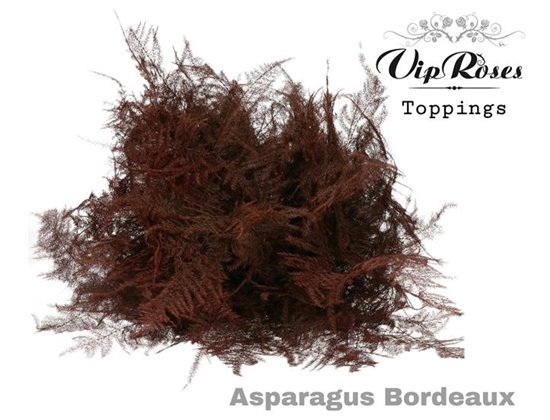Asparagus Various Extra feathers Bordeaux c310
