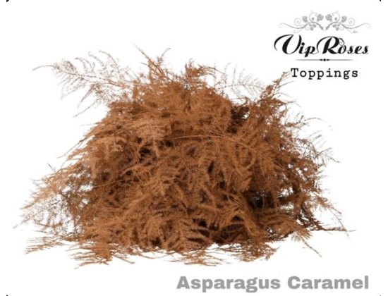 Asparagus Various Extra feathers Caramel c311