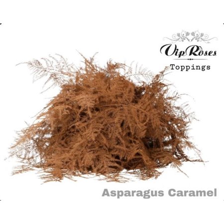 Asparagus Various Extra feathers Caramel c311