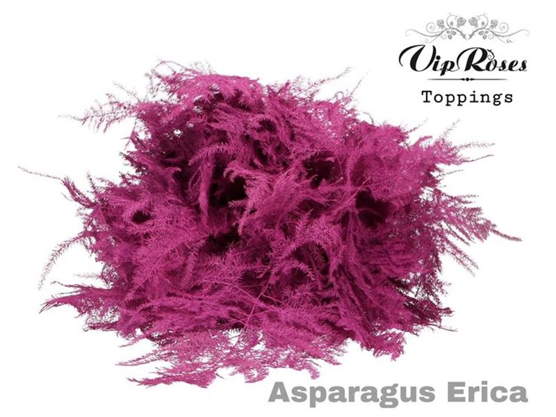 Asparagus Various Extra feathers Caramel c312