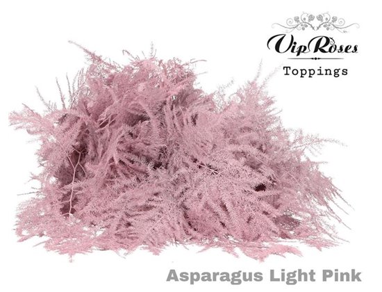 Asparagus Various Extra feathers Light Pink c313