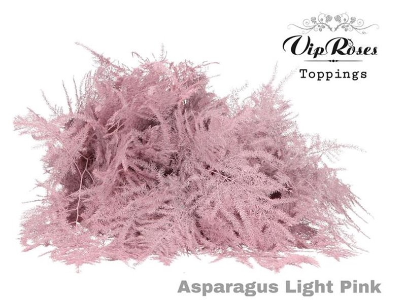 Asparagus Various Extra feathers Light Pink c313