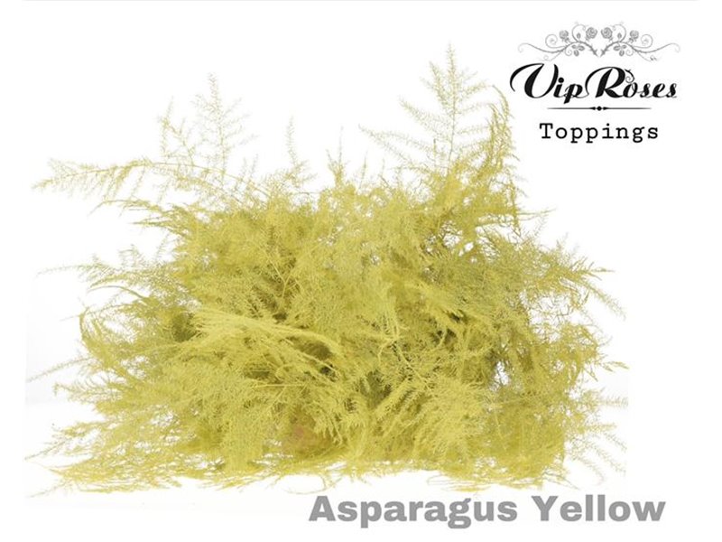 Asparagus Various Extra feathers White c318