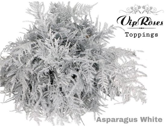 Asparagus Various Getopt Long White c327