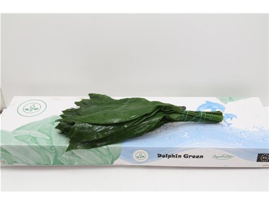 Aspidistra 60cm (p. bunch) c329