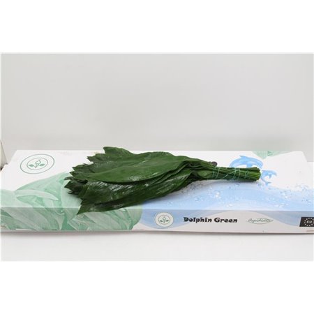 Aspidistra 60cm (p. bunch) c329