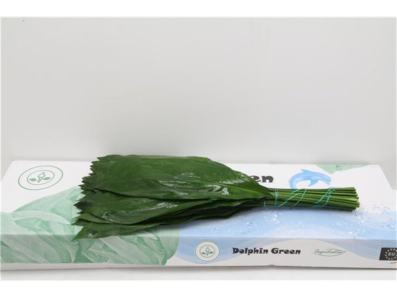 Aspidistra 70cm (p. bunch) c331