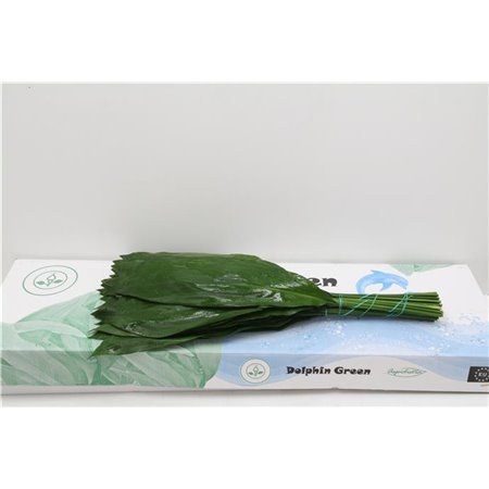 Aspidistra 70cm (p. bunch) c331