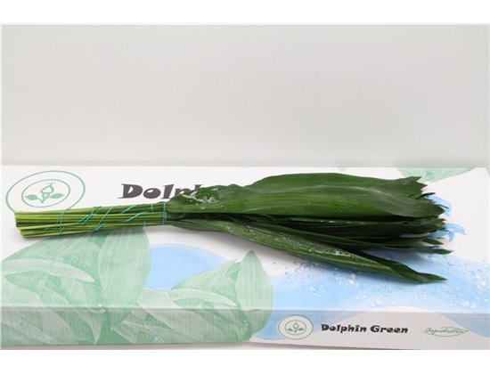 Aspidistra 80cm (p. bunch) c332