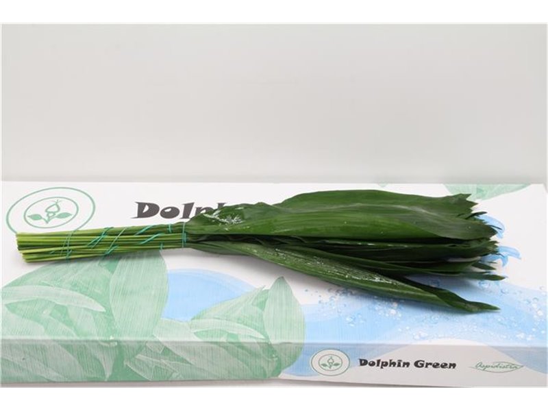 Aspidistra 80cm (p. bunch) c332