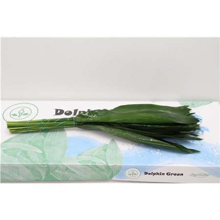 Aspidistra 80cm (p. bunch) c332