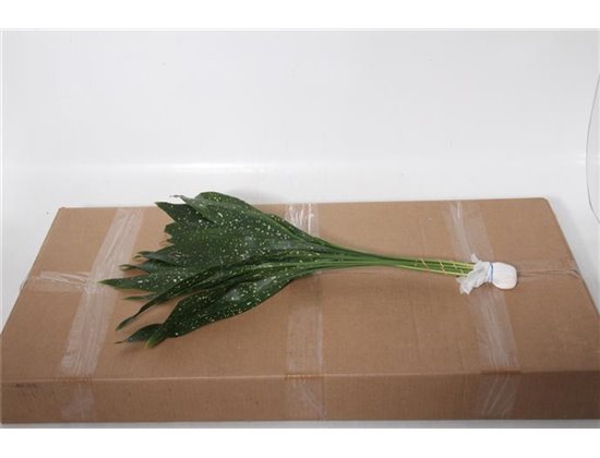 Aspidistra middle Aqua (p. bunch) c334