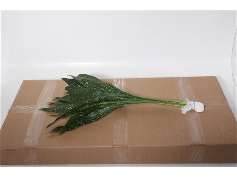 Aspidistra middle Aqua (p. bunch) c334