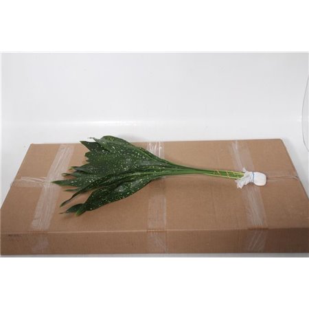 Aspidistra middle Aqua (p. bunch) c334