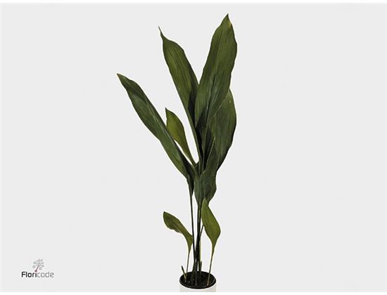 Aspidistra Milky Way (p. bunch) c336