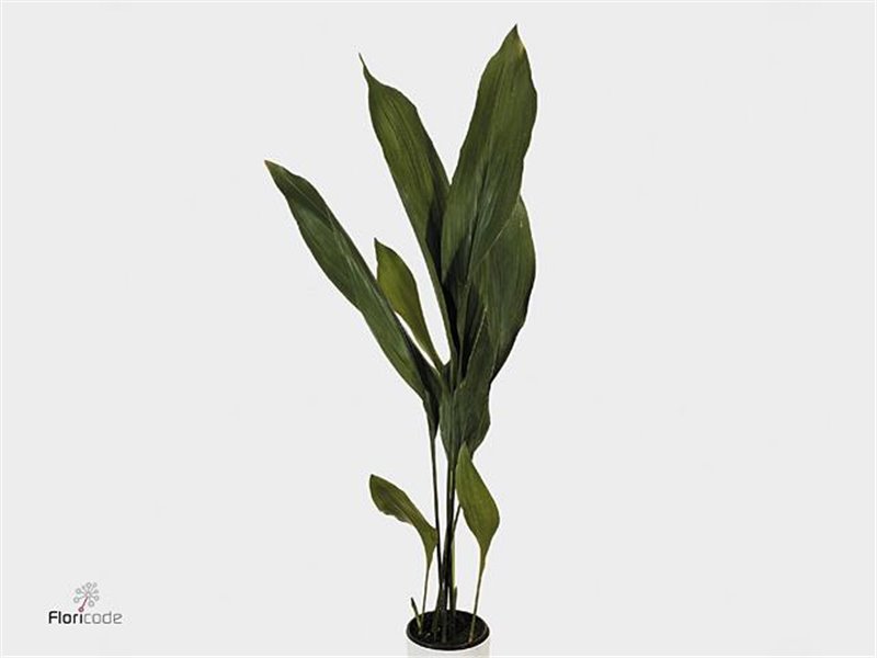 Aspidistra Milky Way (p. bunch) c337