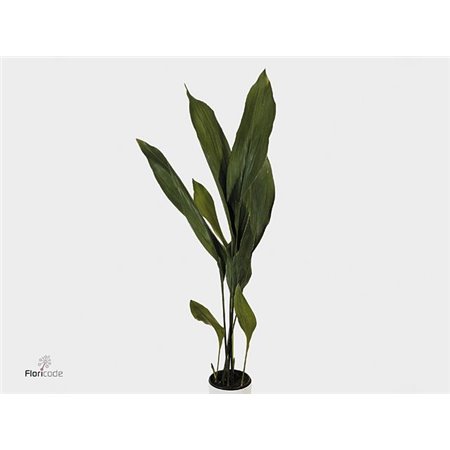 Aspidistra Milky Way (p. bunch) c337