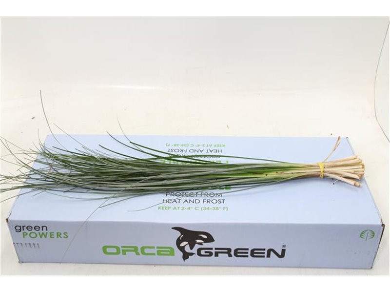 Beargras x20 (p. bunch) c356