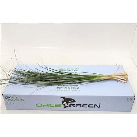 Beargras x20 (p. bunch) c356