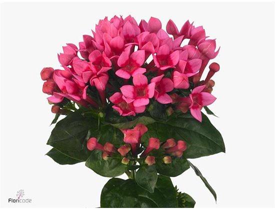 Buvardija Single Roy Roza c477