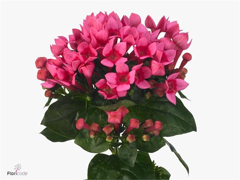 Buvardija Single Roy Roza c477