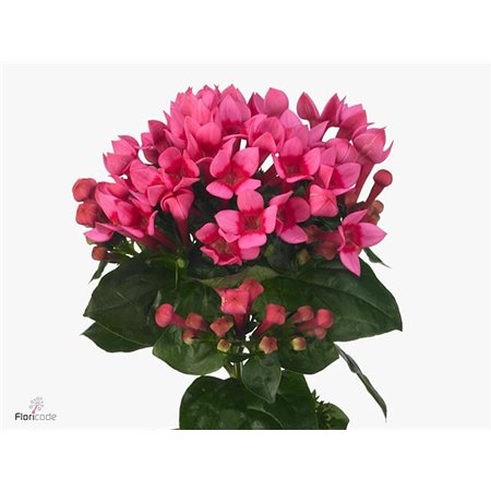 Buvardija Single Roy Roza c477