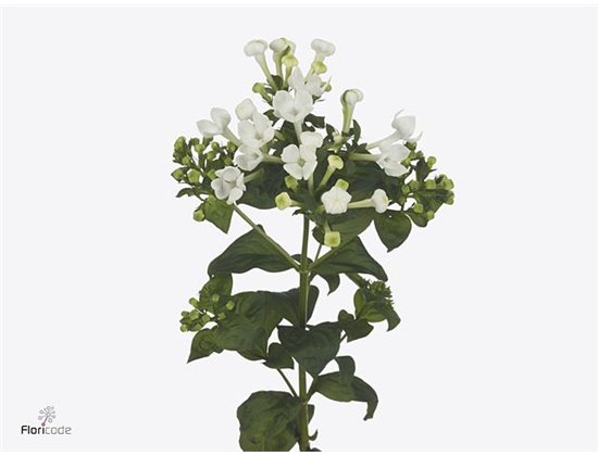 Buvardija Single White Sensation c478