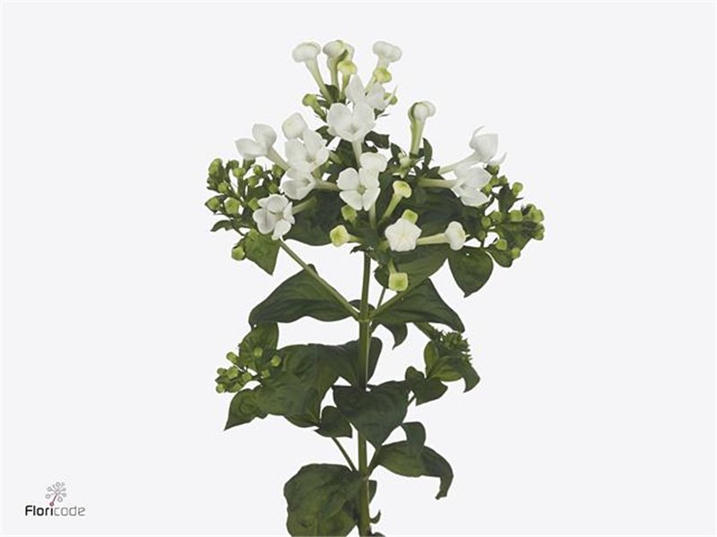 Buvardija Single White Sensation c478