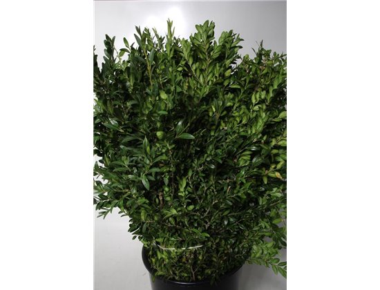 Buvardija Single White Sensation c479