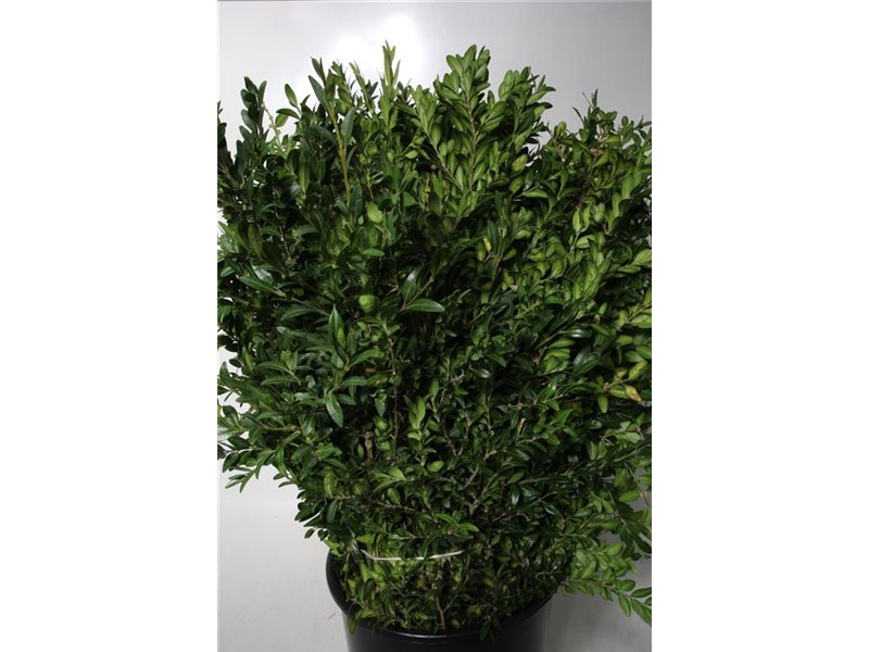 Buvardija Single White Sensation c479