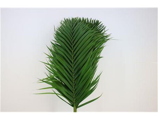 Cane Palma L100 c511