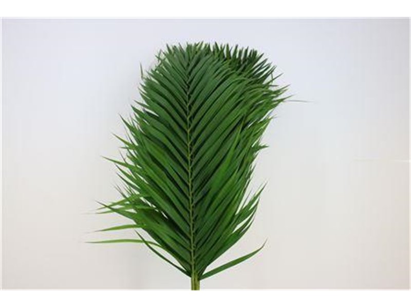 Cane Palma L100 c512