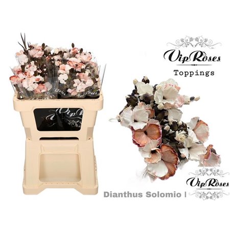 Nagelj Solomio Brownies (l50cm) c521