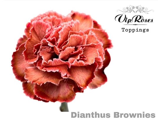 Nagelj Brownies Ec c524