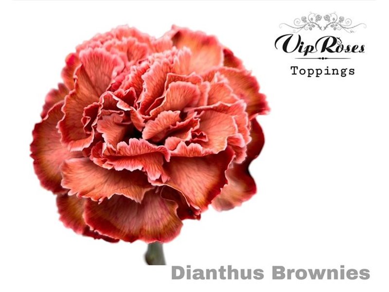 Nagelj Brownies Ec c524