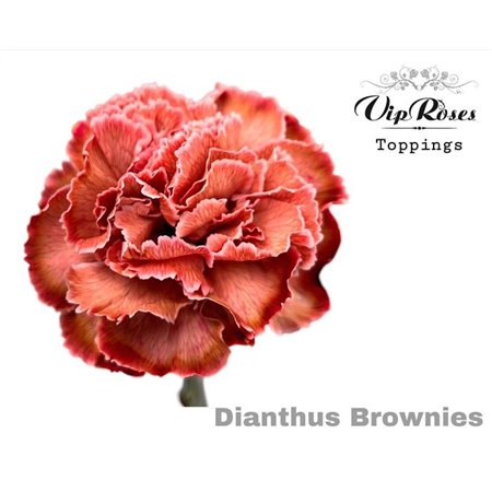 Nagelj Brownies Ec c524