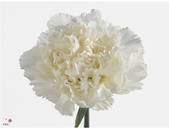 Nagelj Funza Long Delphi c527