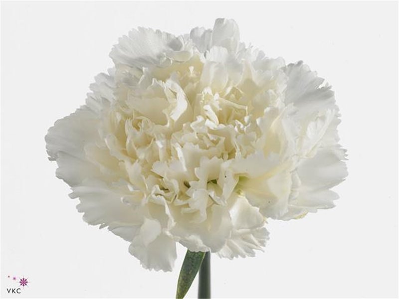 Nagelj Funza Long Delphi c527