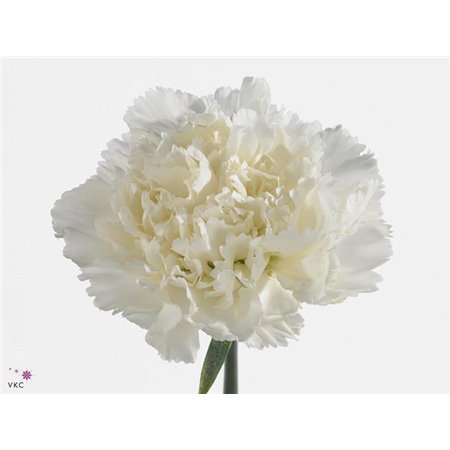 Nagelj Funza Long Delphi c527