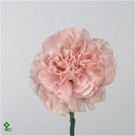 Nagelj Funza Long Essiana c529