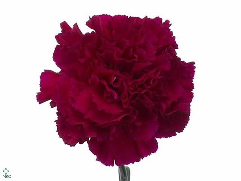 Nagelj Funza Long Golem c530