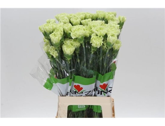 Nagelj Funza Long Golem c531