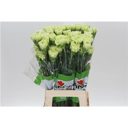 Nagelj Funza Long Golem c531