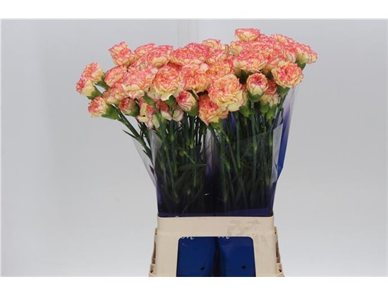 Nagelj Funza Long jungle Green c532