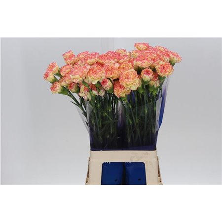 Nagelj Funza Long jungle Green c532