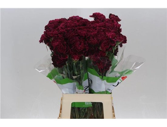 Nagelj Funza Long Nobbio Black Heart c535