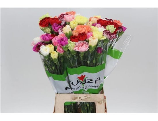 Nagelj Funza Long Pink Cute c538