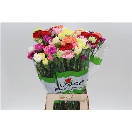 Nagelj Funza Long Pink Cute c538